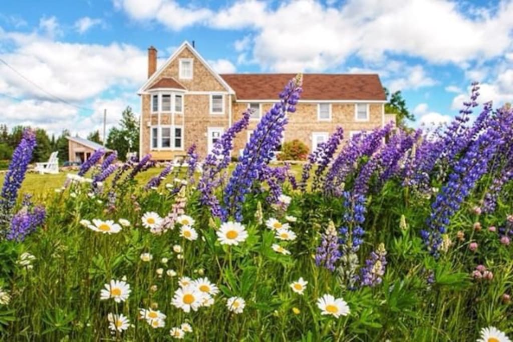 Early season wildflowers at Salty Rose's and the Periwinkle Cafe.
photo credit: @thiswildair