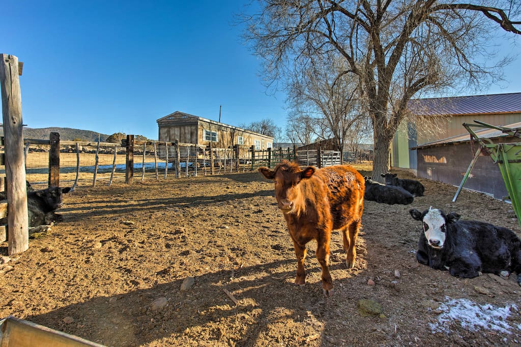 Whether you choose to spend your time petting the cows, playing basketball, or hiking in Grand Junction, you'll enjoy an unforgettable Colorado getaway!