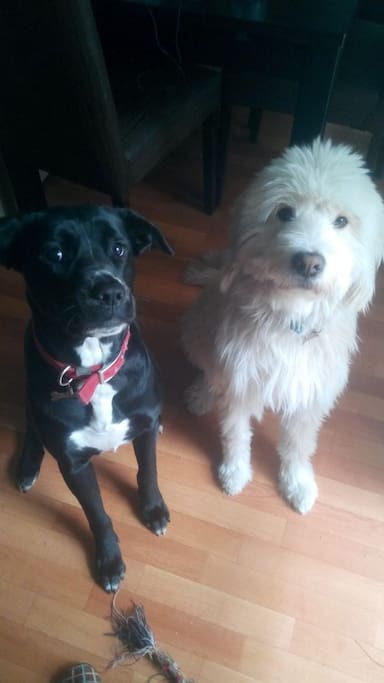 Dogs are full of love and playfulness and they get along with other dogs if you think about bringing your own.