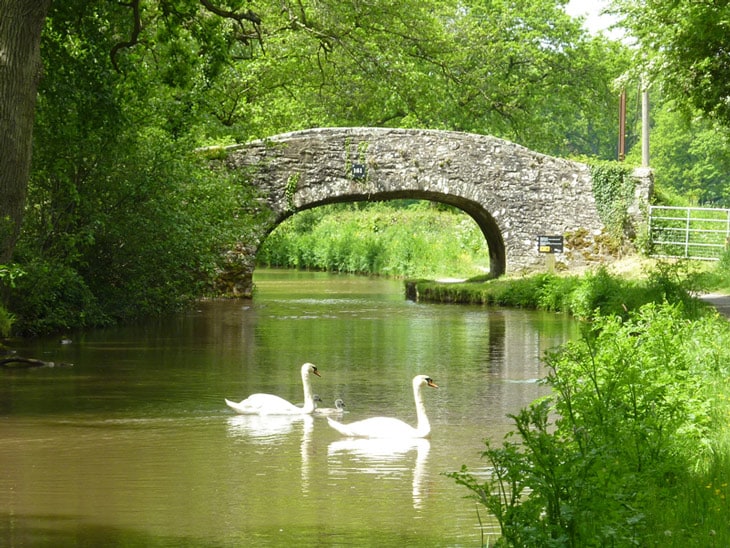 A serene waterway is depicted, featuring two swans gliding gracefully across the calm surface. A stone bridge arches over the water, surrounded by lush greenery, while the reflection of trees can be seen in the gentle ripples of the water.