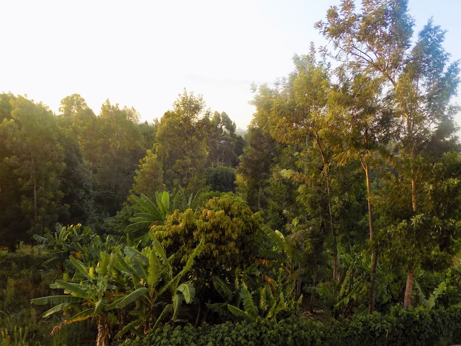 The view to Karura Forest