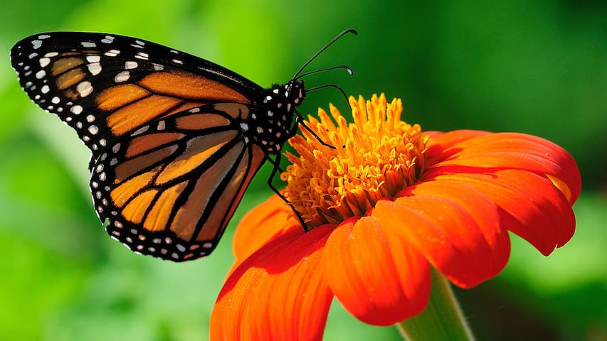 SW Portland Charming 3 bedroom – Dog Friendly