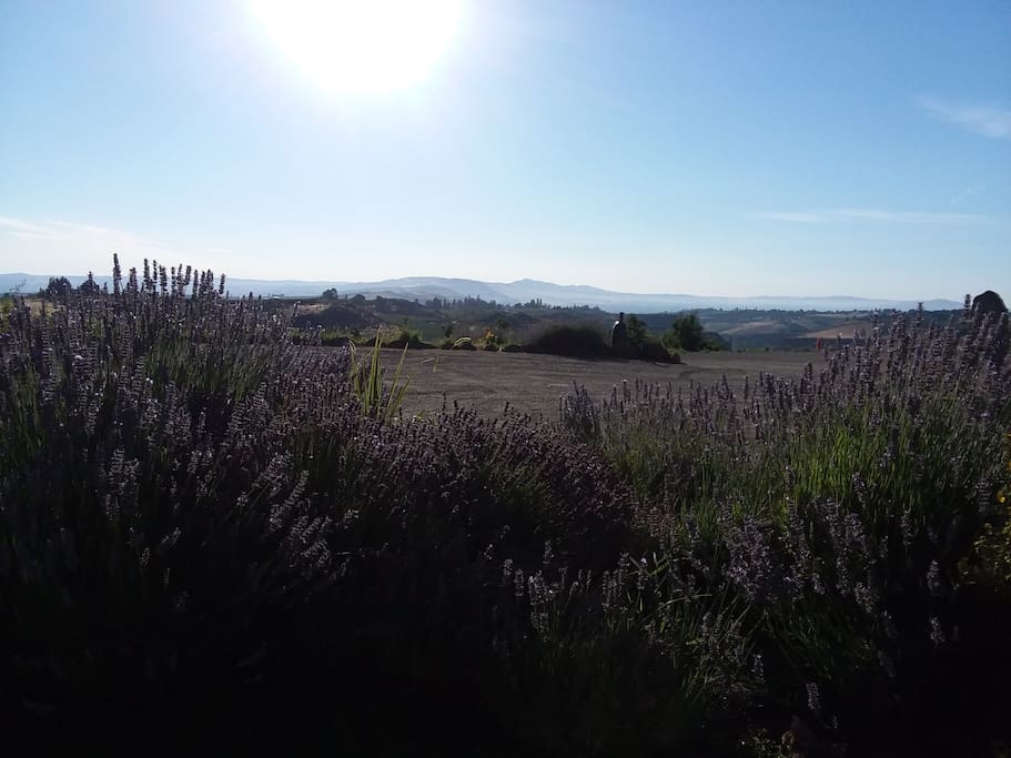 Panoramic Stunning Views- Lavender in Bloom