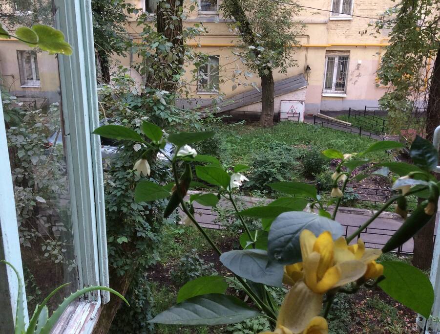 Вид из окна на кухне