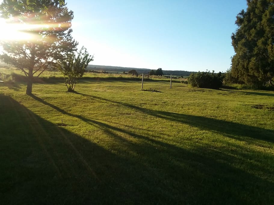 Back yard