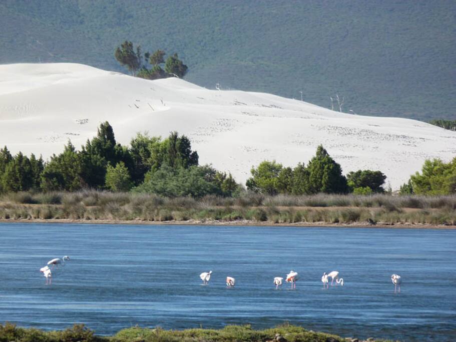 Dune e fenicotteri rosa