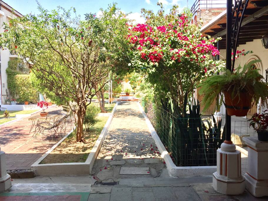 The garden/El jardín