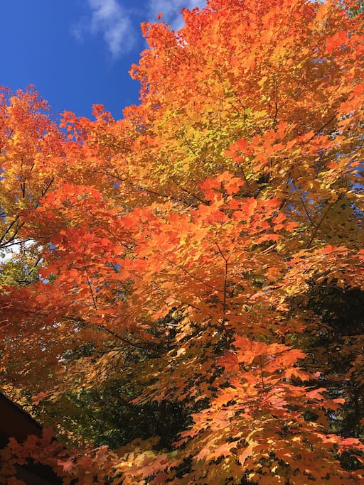 Maple leaves by the cottage