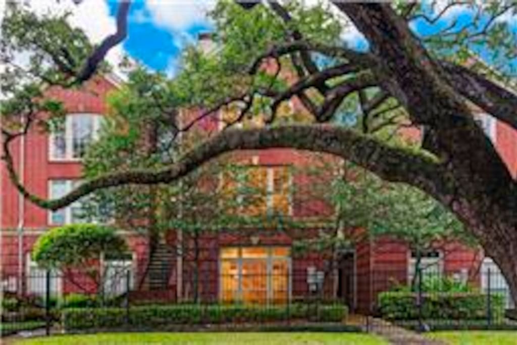 Oak lined street