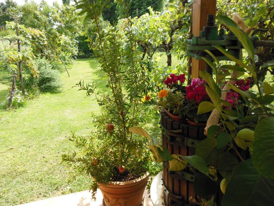 giardino