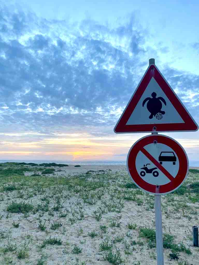 A beach scene is captured at sunset, featuring a sandy landscape with low greenery. Prominent signs indicate protection for turtles and restrictions on vehicle access, highlighting the area's natural conservation efforts. The sky showcases soft clouds in shades of blue and pink.