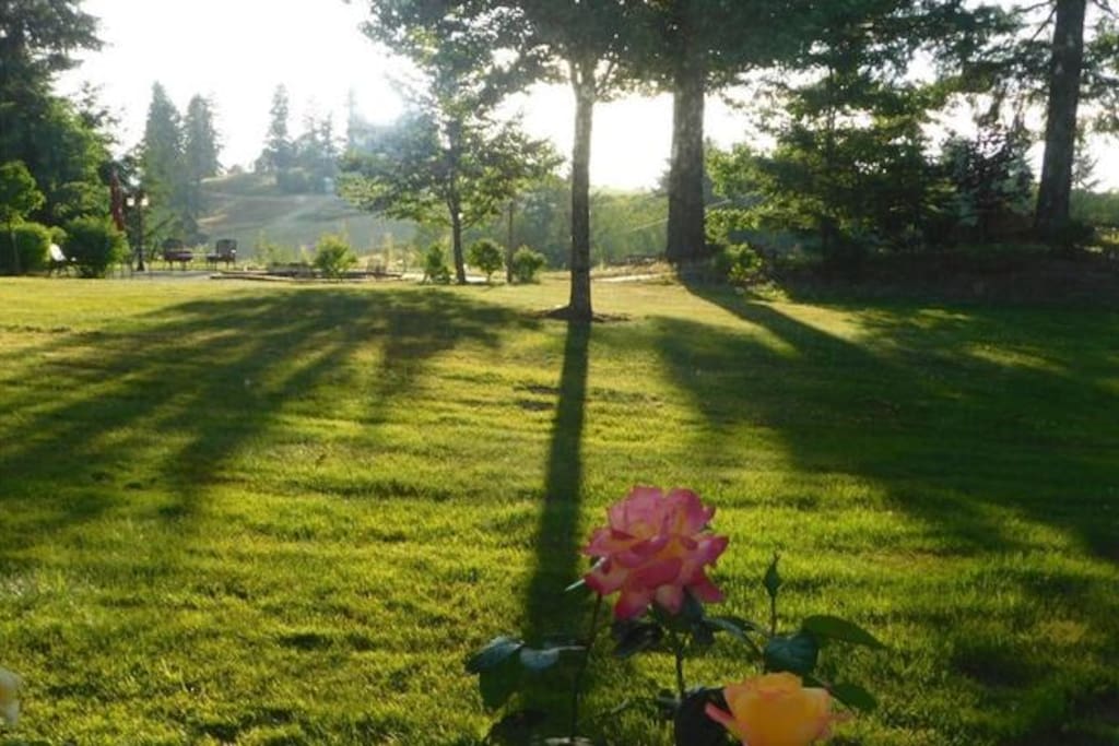 Large backyard