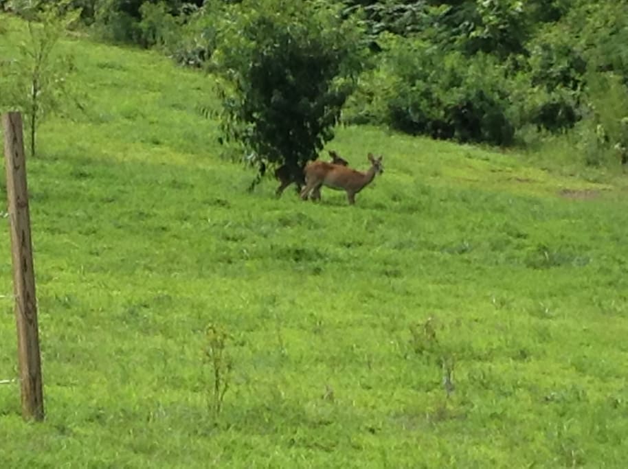 Frequent visitors