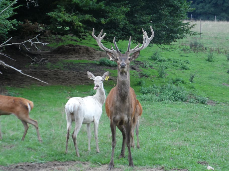 Holiday home deer farm Laplaud