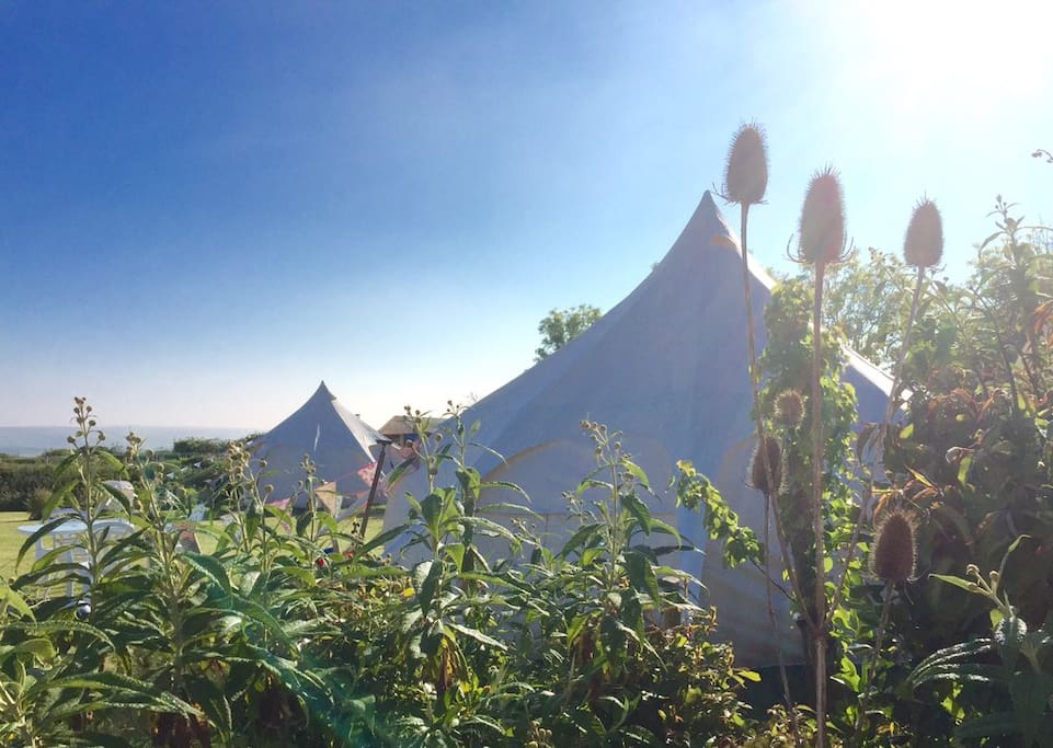 a quite lovely guest's photo of Bluebell taken through the plants in the garden and in late afternoon - dreamy