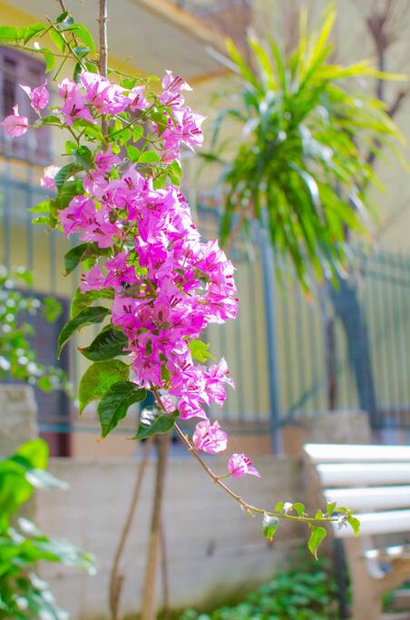 Buganville rigogliosa nel giardino privato