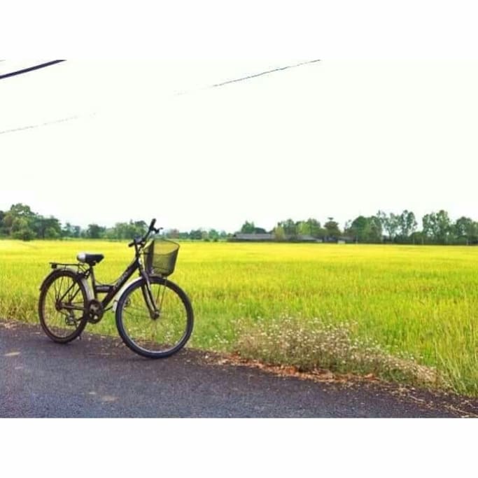 Paddy field in the village
