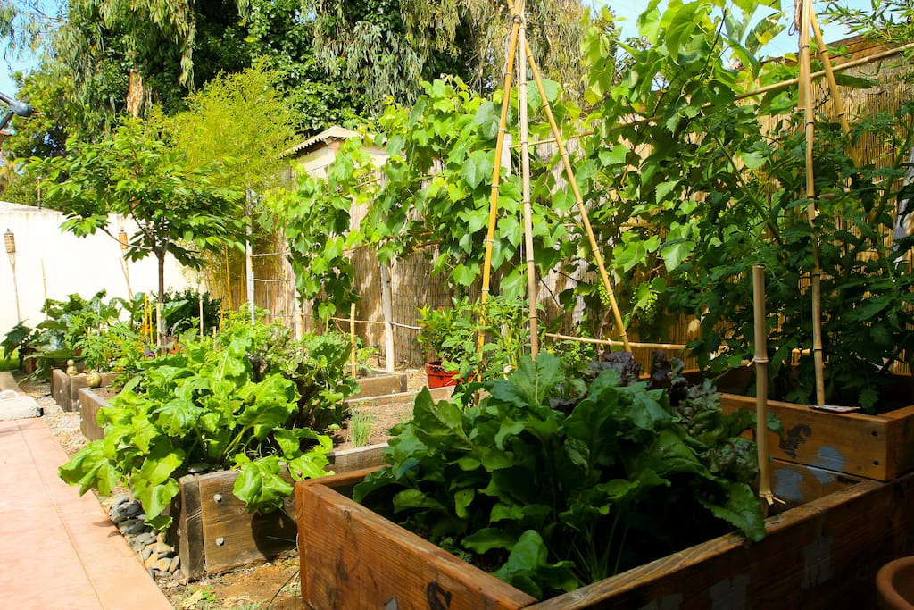 Backyard garden