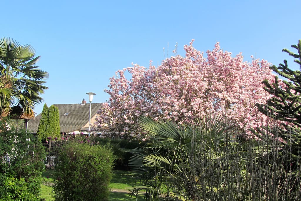 Frühlingsstimmung im N- Garten