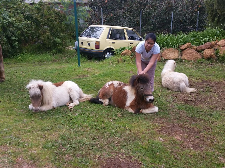 Lazy horses
