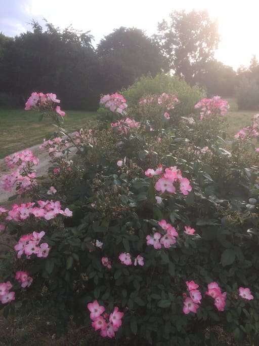 Massif de roses