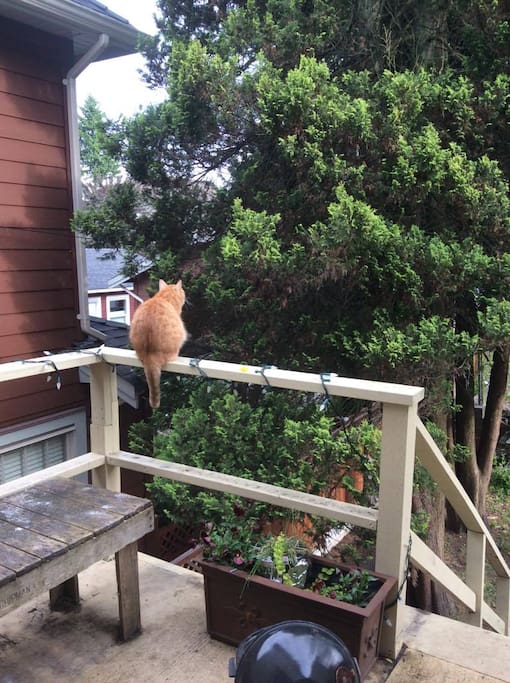 Back deck featuring Gus