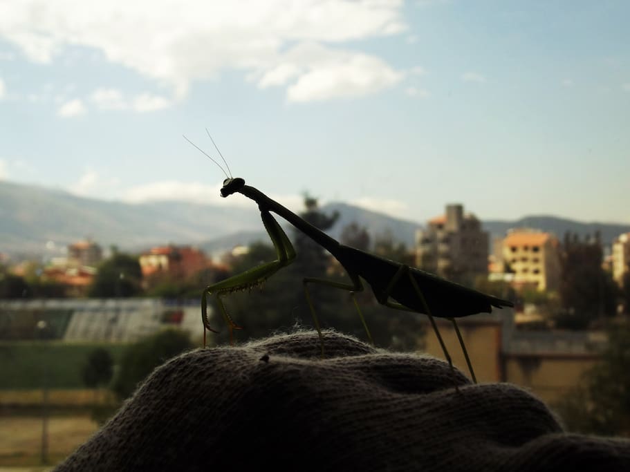 Vista de la ciudad desde la casa