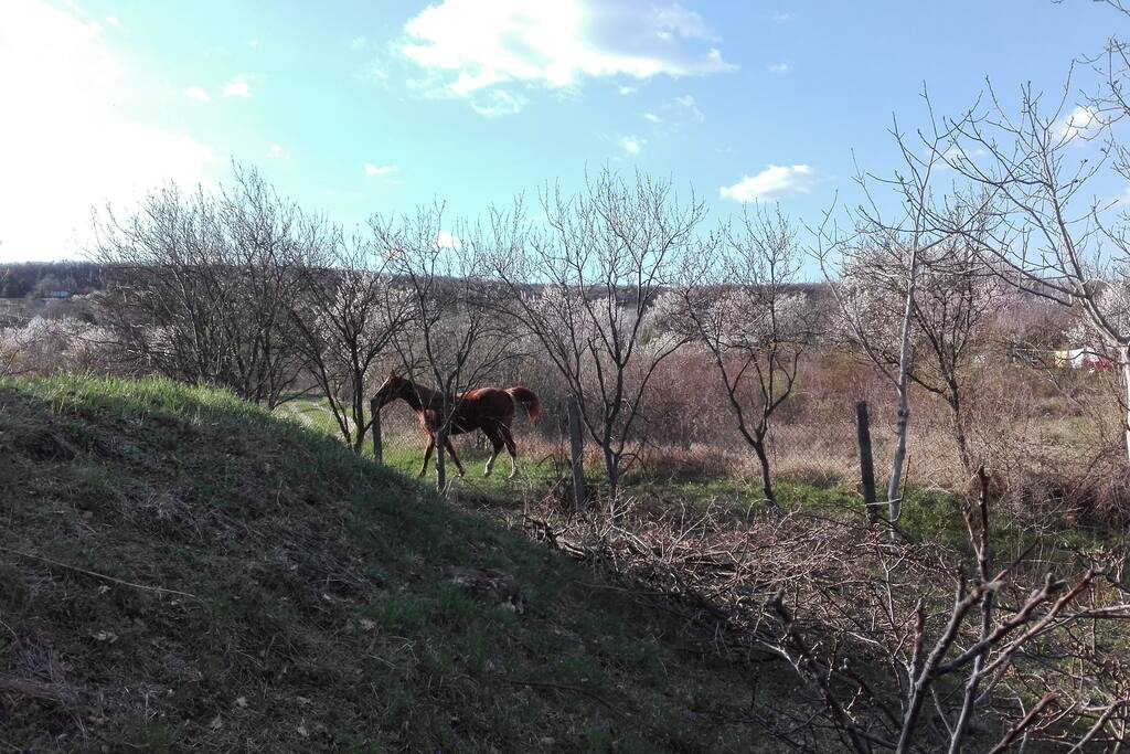 the neigbours horse