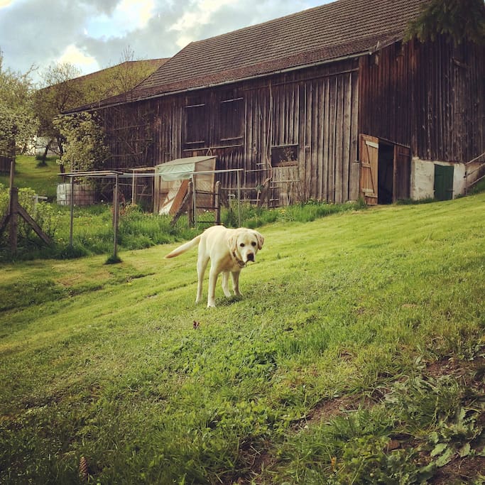Grosser Garten mit Stadl
