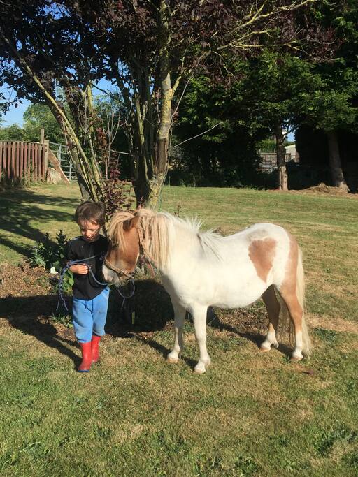 Cupid our resident miniature Shetland pony