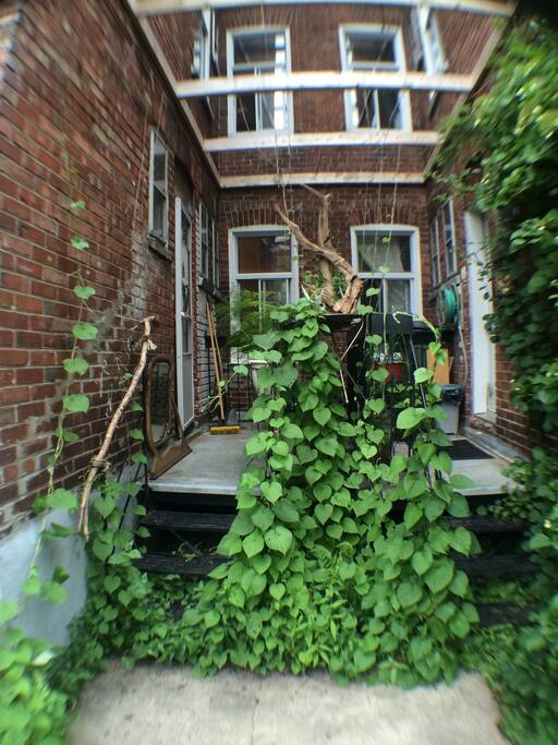 Back door and morning glories