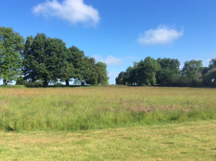 Backyard Domaine ( 5 acres )