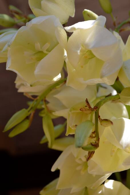yucca du jardin