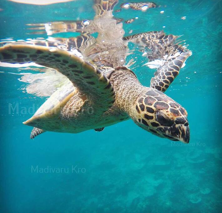 Hello my name is Mr. Turtle