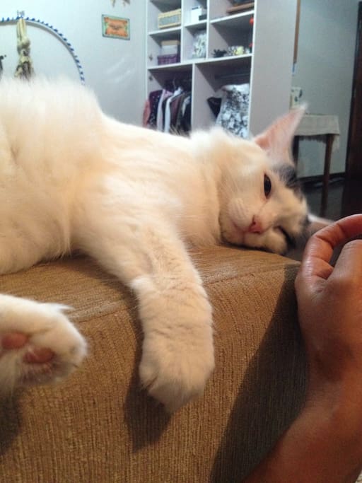 Essa é minha gatinha Shakira!