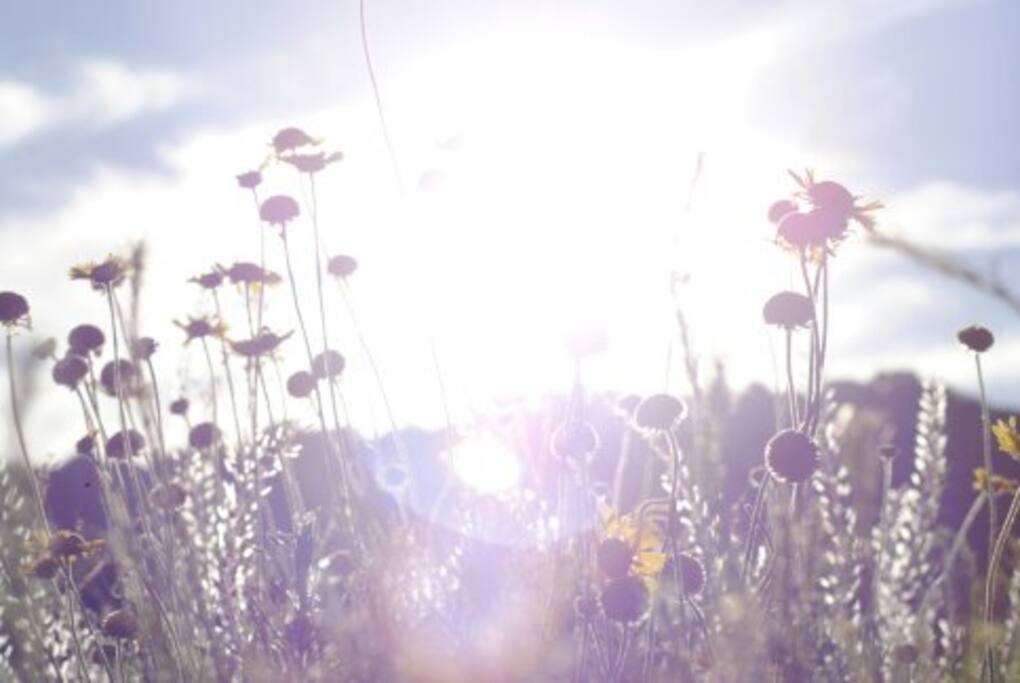 flores silvestres.
