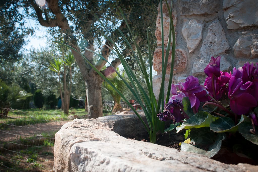 giardino