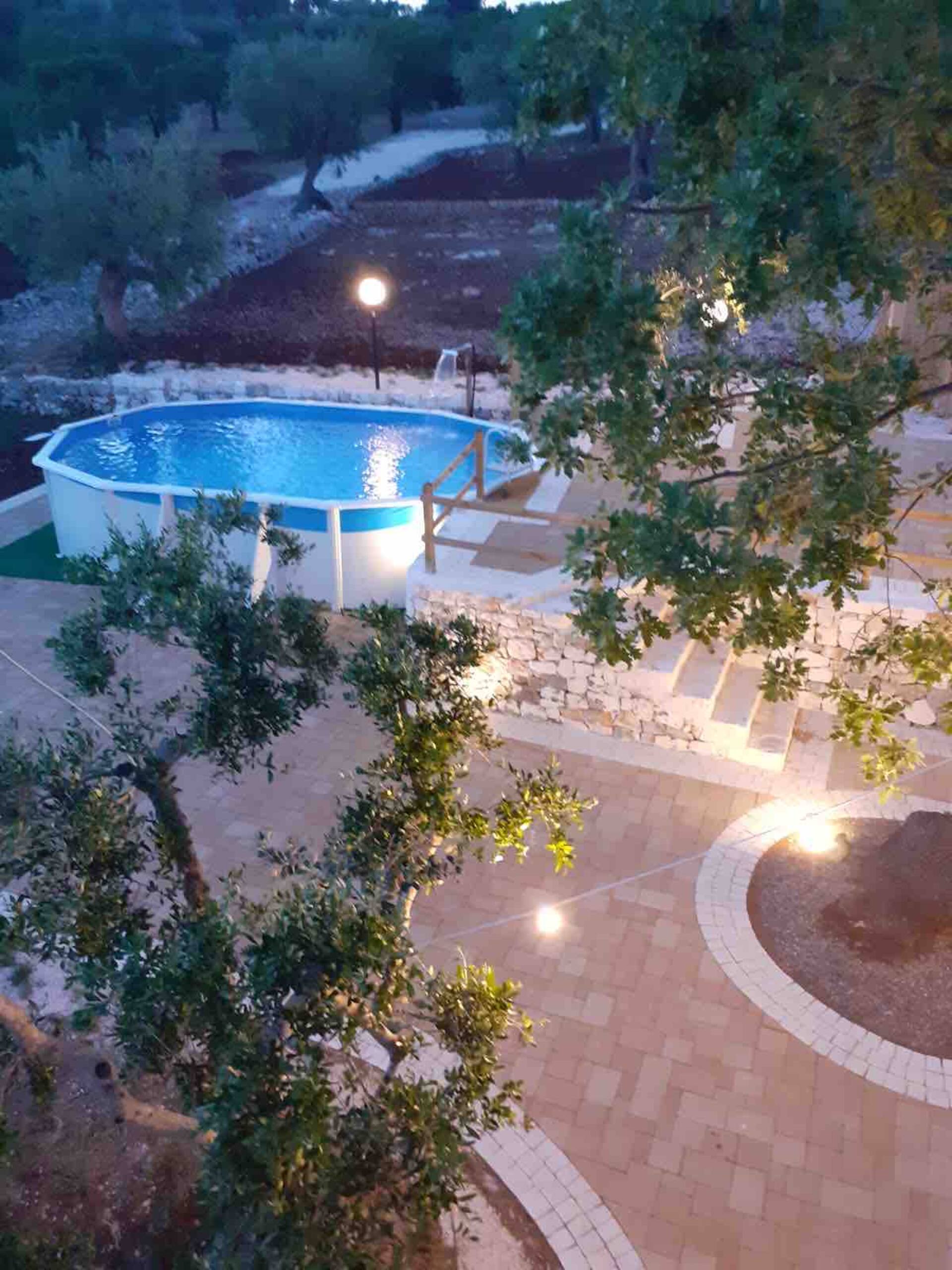 The avenue of olive trees
