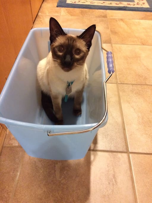 My name is Sophie (if known allergies to cats, or just don't like a cat around, please consider other hosts, thank you)