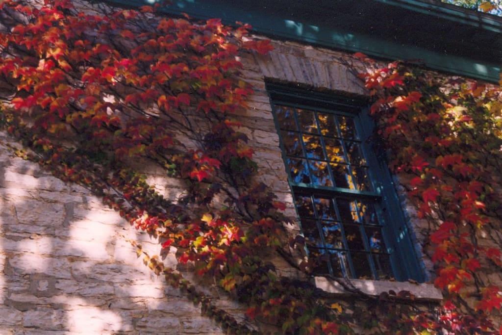 Fall colors on ivy