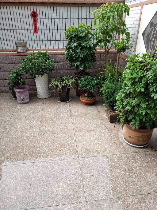 小院植被