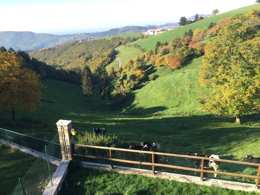Panorama