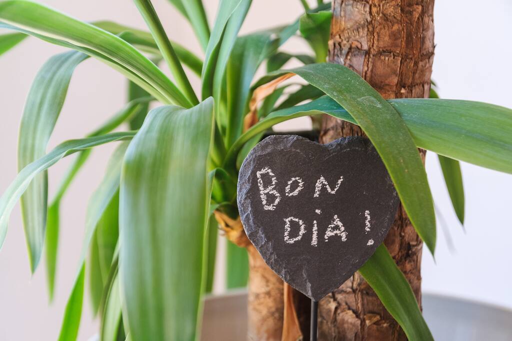 Yuca del comedor
