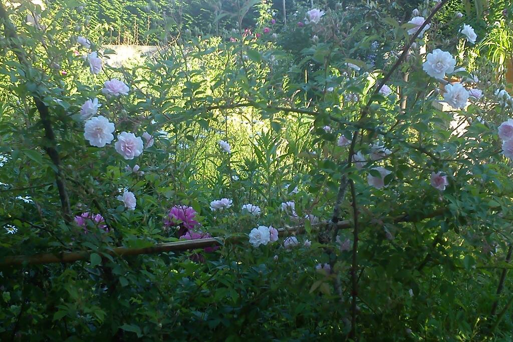 Juin, le mois de la rose