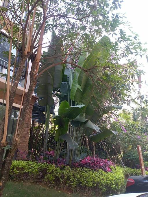 房屋外部环境幽静,植被丰富,绿树成荫,热带风情浓郁,坐向及房间采光好极了。