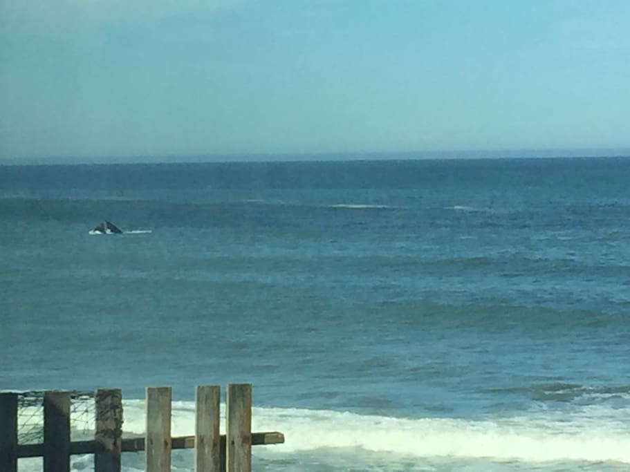 whale watching from your deck chairs thanks l&j
