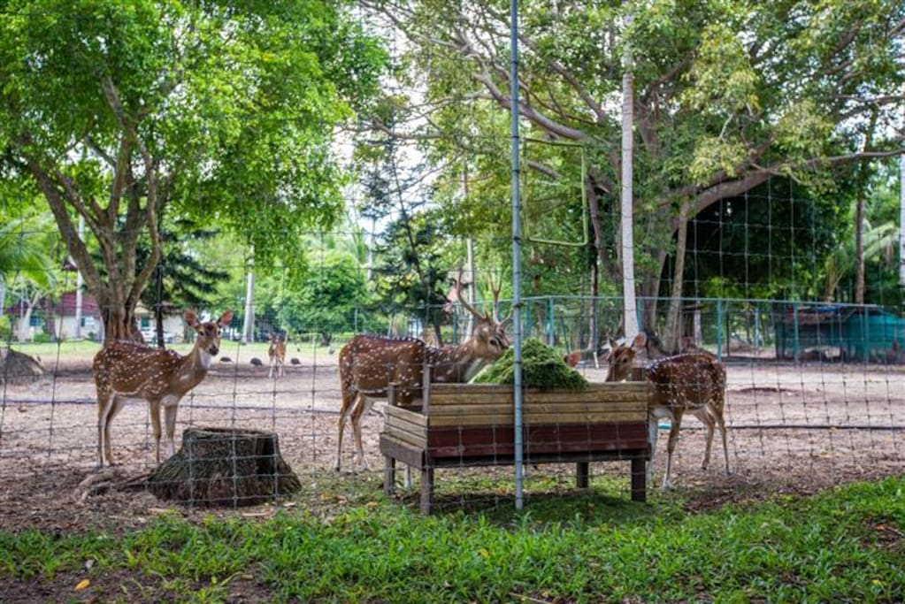 Guests are welcome to feed our deer with fruits and veggetables.