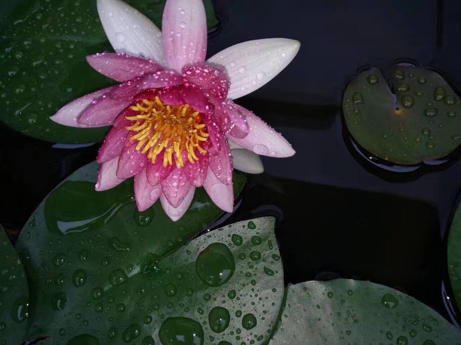 小筑睡莲