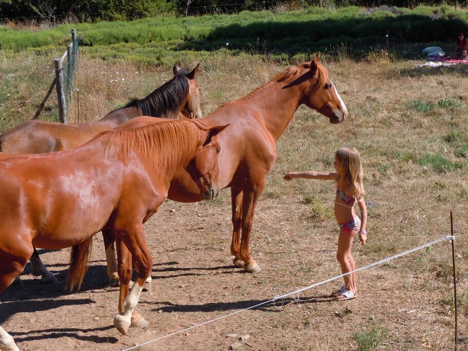 Les chevaux