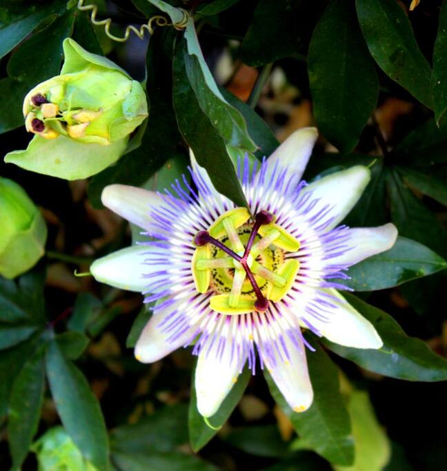 Fleur de passion